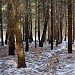 Гурьяновский лес в городе Обнинск