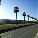 Palm Trees in Tirana city