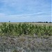 Kissimmee Prairie Preserve State Park