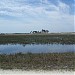 Kissimmee Prairie Preserve State Park