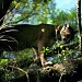 Florida Panther National Wildlife Refuge