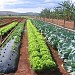 Agricultural College of Brasília