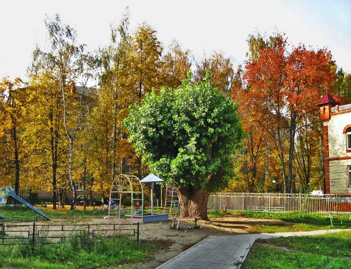 Самое толстое дерево в Пушкино   Пушкино image 0