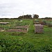 Charlton Down Allotments