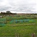 Charlton Down Allotments