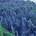 Đảo Niue