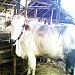 Indonesian: Cattle Group