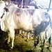 Indonesian: Cattle Group