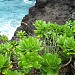 Haleakalā National Park