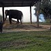 Hatti Prajannan Kendra (Elephant Breeding Center)