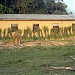 Hatti Prajannan Kendra (Elephant Breeding Center)