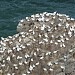 Bempton Cliffs RSPB Reserve