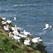 Bempton Cliffs RSPB Reserve