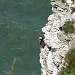 Bempton Cliffs RSPB Reserve