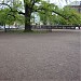 Dąb 