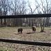 Park 1000-lecia (Mini ZOO Leszno) in Leszno city