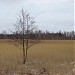 Meadow in Riga city
