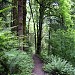 Forest Park in Portland, Oregon city