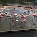 Вольер фламинго в городе Москва