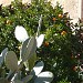 Gartenanlage (de) en la ciudad de Denia (Comunitat Valenciana)