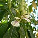 Gartenanlage (de) en la ciudad de Denia (Comunitat Valenciana)