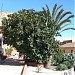 Gartenanlage (de) en la ciudad de Denia (Comunitat Valenciana)