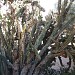 Gartenanlage (de) en la ciudad de Denia (Comunitat Valenciana)
