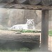 Вольер «Кошки тропиков» в городе Москва