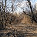 Старый яблоневый сад совхоза им. Ленина в городе Москва