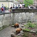 Fosse aux ours de Berne