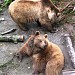 Fosse aux ours de Berne