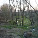 Овраг (ru) в місті Дєдовськ