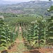 KEBUN JATI  PT MAHESA di kota Bondowoso