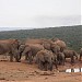 Addo Elephant National Park