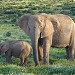 Addo Elephant National Park