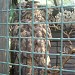 Owls in Riga city