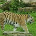 Amur tiger in Riga city