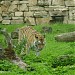 Amur tiger in Riga city
