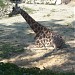 Rothschild giraffe