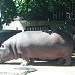 Hippopotamus in Riga city