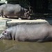 Hippopotamus in Riga city