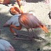 Flamingo's (American & Greater) in Riga city