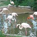 Flamingo's (American & Greater) in Riga city