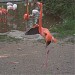 Flamingo's (American & Greater) in Riga city