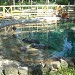 Grey seal in Riga city
