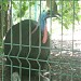 Double- wattled cassowary in Riga city