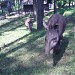 South American Tapir in Riga city
