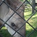 South American Tapir in Riga city
