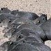 Collared peccary / Apkakles pekars in Riga city