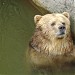 Brown bear in Riga city